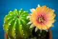 Yellow, orange and red color of cactus flower Lobivia In a pot with a green yellow cactus On a blue wooden table Royalty Free Stock Photo