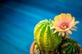 Yellow, orange and red color of cactus flower Lobivia In a pot with a green yellow cactus On a blue wooden table. Royalty Free Stock Photo