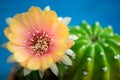 Yellow, orange and red color of cactus flower Lobivia In a pot with a green yellow cactus On a blue wooden table.