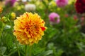 yellow-orange with red dahlia flower close-up in the garden Royalty Free Stock Photo