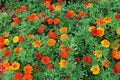 Yellow, orange and red French marigold on a background of green leaves. Royalty Free Stock Photo