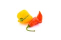 Yellow Orange and Red lantern hot ripe habanero chili pepper