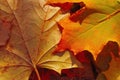 Yellow, orange and red october autumn leaves on ground in beautiful fall park. Fallen golden autumn leaves close up view on ground Royalty Free Stock Photo