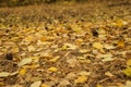 Yellow, orange and red october autumn leaves on ground in beautiful fall park. Fallen golden autumn leaves close up view on ground Royalty Free Stock Photo