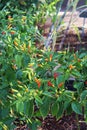 Yellow, orange and red peppers on a Tabasco pepper plant