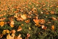 Yellow, orange and red september autumn leaves on ground in beautiful fall park. Fallen golden autumn leaves on green Royalty Free Stock Photo