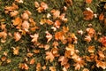 Yellow, orange and red september autumn leaves on ground in beautiful fall park. Fallen golden autumn leaves on green Royalty Free Stock Photo