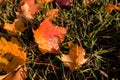 Yellow, orange and red september autumn leaves on ground in beautiful fall park. Fallen golden autumn leaves on green Royalty Free Stock Photo