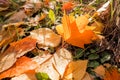 Yellow, orange and red september autumn leaves on ground in beautiful fall park. Fallen golden autumn leaves on green Royalty Free Stock Photo