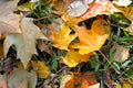 Yellow, orange and red september autumn leaves on ground in beautiful fall park. Fallen golden autumn leaves on green Royalty Free Stock Photo