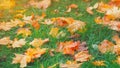 Yellow, orange and red september autumn leaves on ground in beautiful fall park. Fallen golden autumn leaves on green grass in Royalty Free Stock Photo