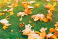 Yellow orange and red september autumn tree leaves on ground in beautiful fall park. Fallen golden autumn dry dead leave Royalty Free Stock Photo