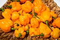 Yellow orange ripe habanero hot chili peppers on a wooden plate Royalty Free Stock Photo