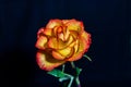 Yellow and orange rose on a black background Royalty Free Stock Photo