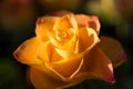 Yellow with orange rose flower with dew, close up Royalty Free Stock Photo