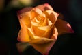 Yellow with orange rose flower with dew, close up Royalty Free Stock Photo
