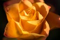 Yellow with orange rose flower with dew, close up Royalty Free Stock Photo