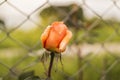 Yellow orange rose in front of metal chicken fence Royalty Free Stock Photo