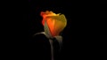 Yellow and orange rose isolated on black.