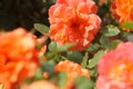 Yellow and orange rose macro in summer Royalty Free Stock Photo