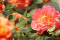 Yellow and orange rose macro in summer Royalty Free Stock Photo