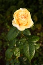 Yellow-orange rose with raindrops. Royalty Free Stock Photo