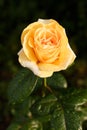 Yellow-orange rose with raindrops. Royalty Free Stock Photo