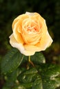 Yellow-orange rose with raindrops. Royalty Free Stock Photo