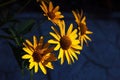 Yellow-orange Rudbeckia with brown centers