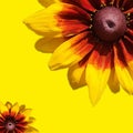 yellow-orange rudbeckia flowers on yellow background Royalty Free Stock Photo