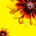 yellow-orange rudbeckia flowers on yellow background Royalty Free Stock Photo