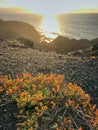 yellow orange saltweed Arthrocnemum by the sea at sunset, Fuerteventura Royalty Free Stock Photo