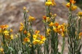 Yellow and orange sand dune flowers Royalty Free Stock Photo