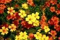 Yellow and orange small garden flowers Royalty Free Stock Photo