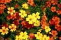 Yellow and orange small garden flowers