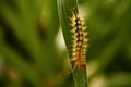 Yellow and Orange Spiked Spiny Caterpillar Royalty Free Stock Photo