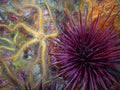 Yellow and orange Spiny Brittle Star and a Purple Sea Urchin