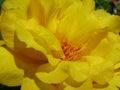 Yellow and orange spring flower with pollination system in close-up Royalty Free Stock Photo