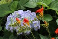 A Blue Blooming Hydrangea with Orange and Yellow Freesia Flowers