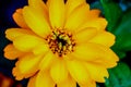 A yellow orange summer sun flower Royalty Free Stock Photo