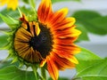 Yellow and orange sunflower half opened