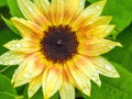 Yellow and orange sunflower with raindrops Royalty Free Stock Photo