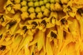 Yellow-orange sunflower wallpaper, closed up, super macro