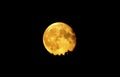 Yellow orange supermoon supported by a tree crown so the moon not falls down
