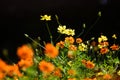 Yellow and orange Tagetes Marigold Flower Royalty Free Stock Photo