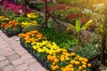 Yellow and orange Tagetes marigold flowers in boxes for sale in plant nursery Royalty Free Stock Photo