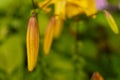 Yellow-orange Tiger Lily bud. Royalty Free Stock Photo