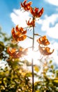 Yellow-orange Tiger Lily sprig. Royalty Free Stock Photo