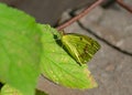 Yellow Orange Tip Anthocharis cardamines Butterfly on the Leaf of Wild Plant Royalty Free Stock Photo