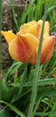 Yellow and orange tulip covered in rain drops Royalty Free Stock Photo